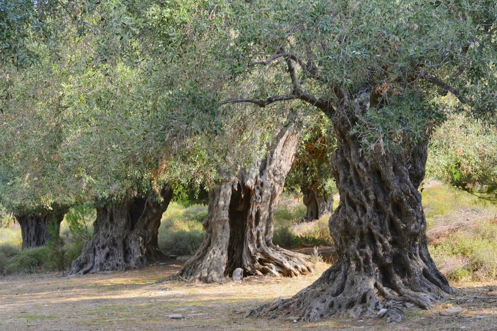 עצי זית עתיקים