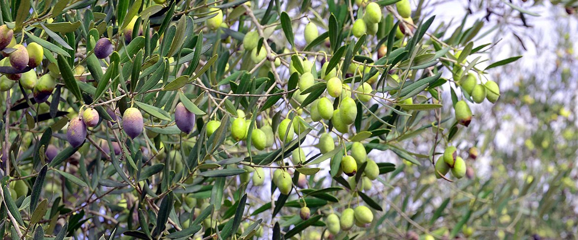 זיתים על עץ במטעי משק אחיה