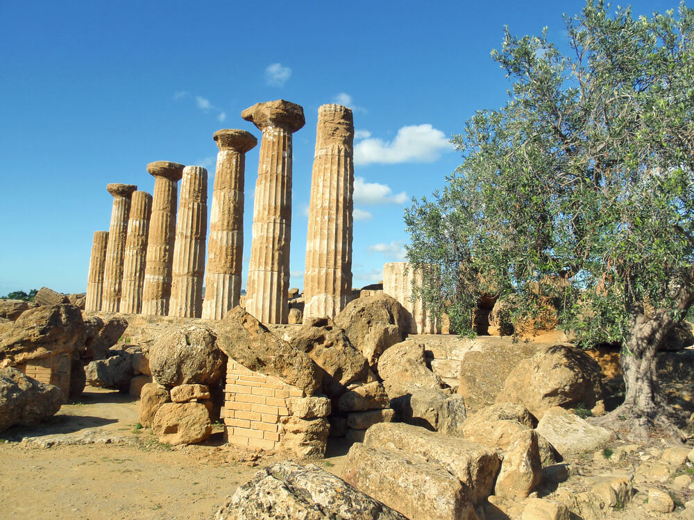עץ זית צומח לצד שרידי מקדש יווני עתיק