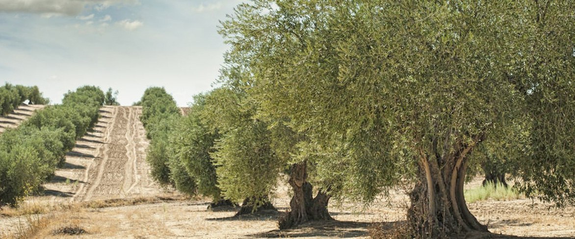 מטע עצי זית מאורגן ומסודר