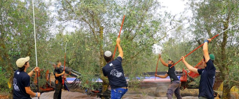 איך מוסקים זיתים? מסורת עתיקה מול טכניקות מודרניות