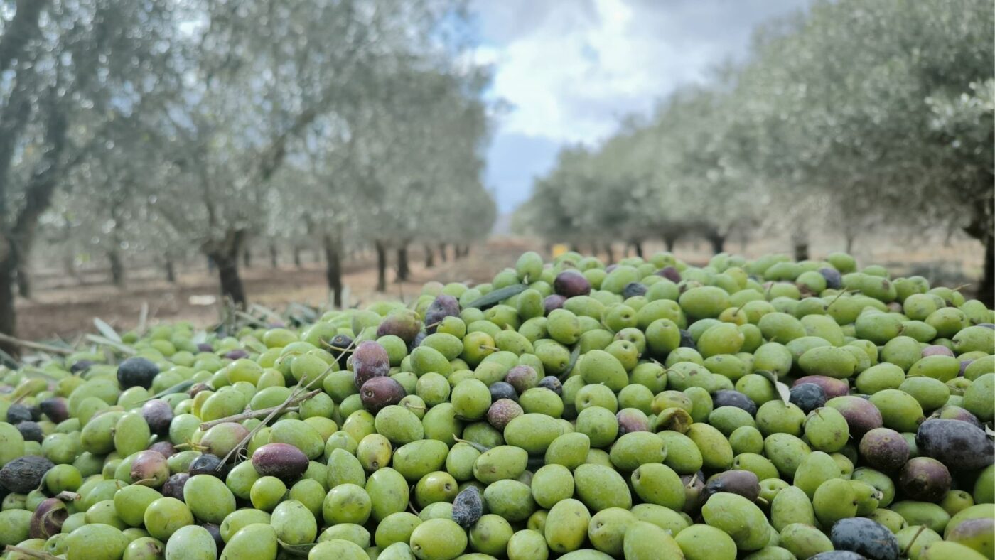 עצי זית עם זיתים